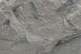 Pennsylvanian Fossil Fern (Neuropteris) Plate - Kentucky #224627-1